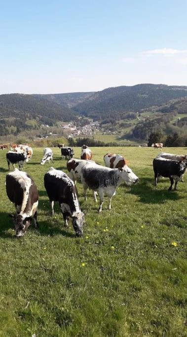 Chalet 3 Etoiles A Gerardmer. Exterior foto